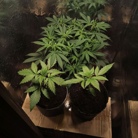 Purple Kush growlog timeline photo