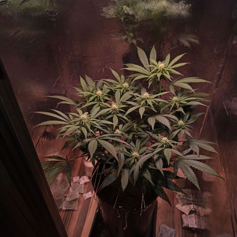 Purple Kush growlog timeline photo