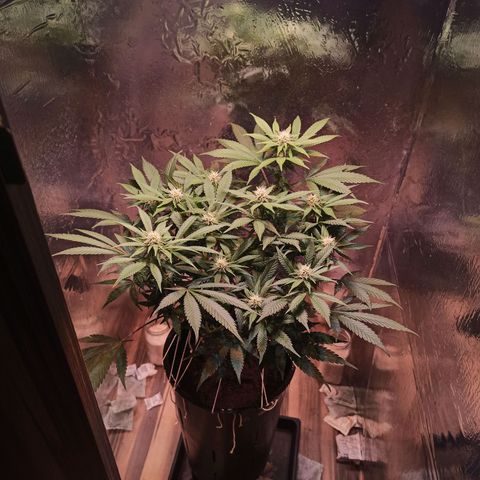Purple Kush growlog timeline photo