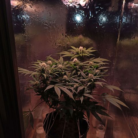 Purple Kush growlog timeline photo