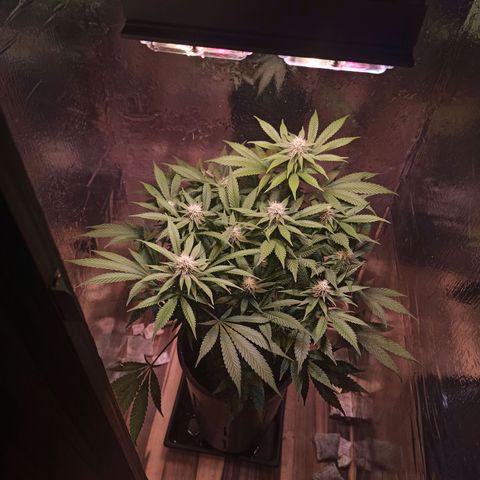 Purple Kush growlog timeline photo