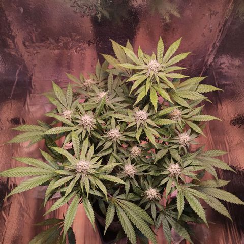 Purple Kush growlog timeline photo