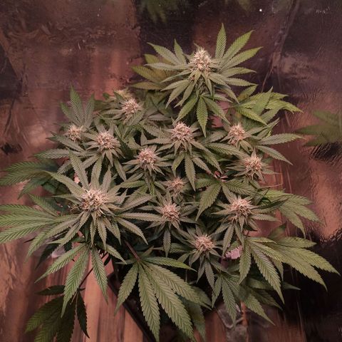 Purple Kush growlog timeline photo