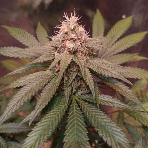 Purple Kush growlog timeline photo