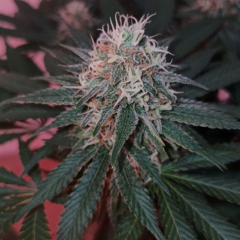 Purple Kush growlog timeline photo