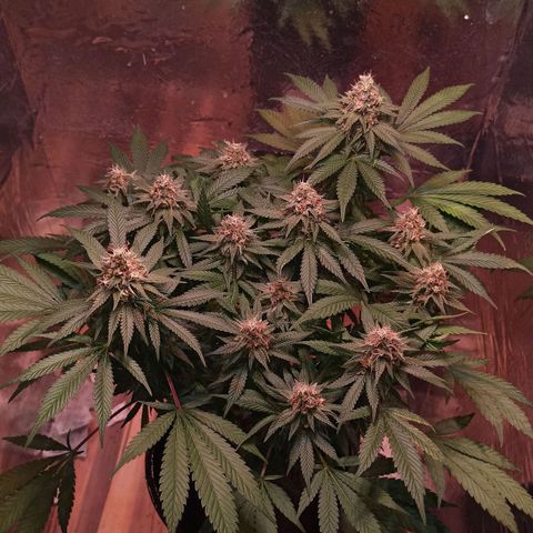 Purple Kush growlog timeline photo