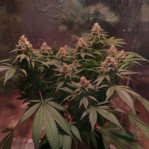 Purple Kush growlog timeline photo