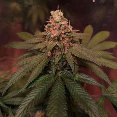 Purple Kush growlog timeline photo
