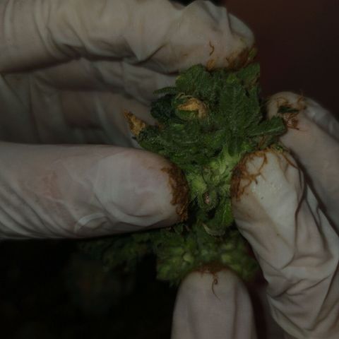 Purple Kush growlog photo: Purple Kush S1 - Foto fem