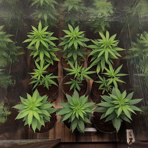 Purple Kush S1 growlog timeline photo