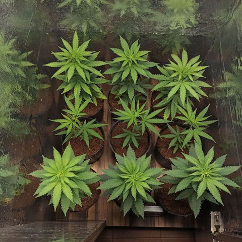 Purple Kush S1 growlog timeline photo