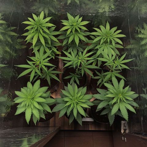 Purple Kush S1 growlog timeline photo