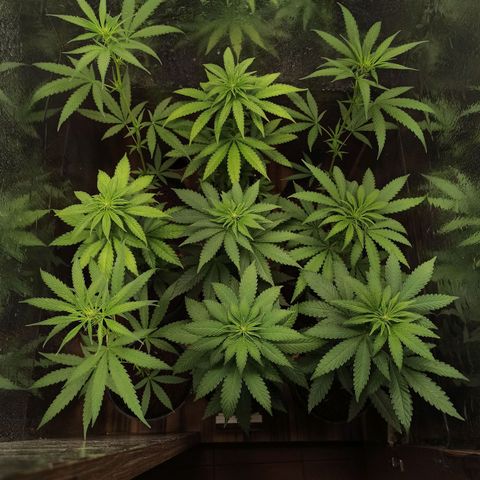 Purple Kush S1 growlog timeline photo