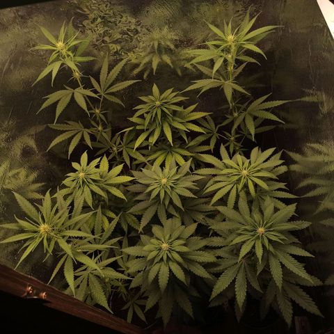 Purple Kush S1 growlog timeline photo
