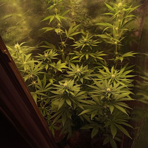 Purple Kush S1 growlog timeline photo
