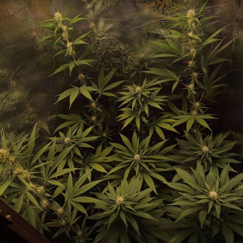 Purple Kush S1 growlog timeline photo