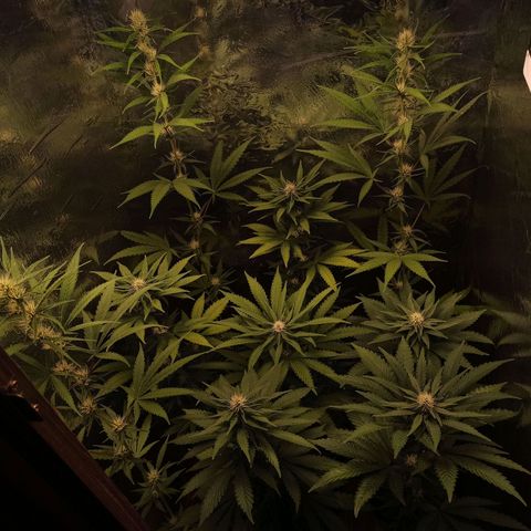 Purple Kush S1 growlog timeline photo