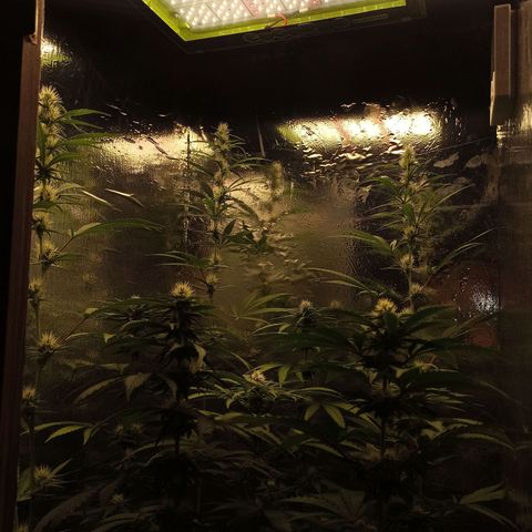 Purple Kush S1 growlog timeline photo