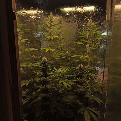 Purple Kush S1 growlog timeline photo