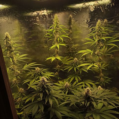 Purple Kush S1 growlog timeline photo