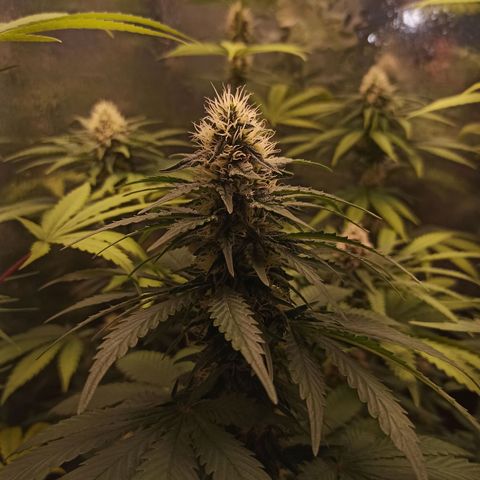 Purple Kush S1 growlog timeline photo