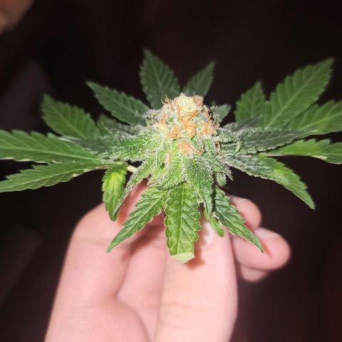 Purple Kush S1 growlog timeline photo