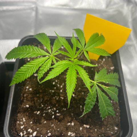 Permanent Marker growlog timeline photo