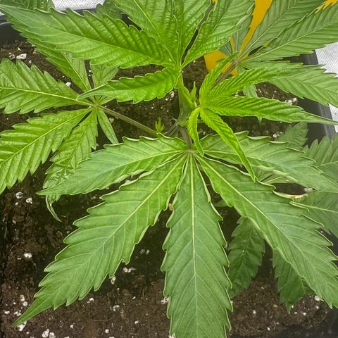 Permanent Marker growlog photo: Blattränder rollen sich länglich hoch? Licht zu stark ? Lampe 5cm höher, DLI 27