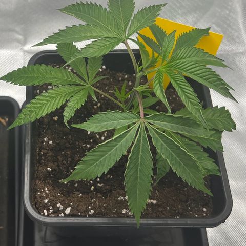Permanent Marker growlog timeline photo