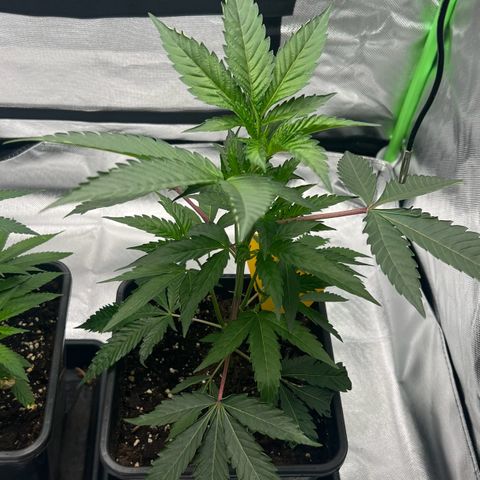 Permanent Marker growlog timeline photo
