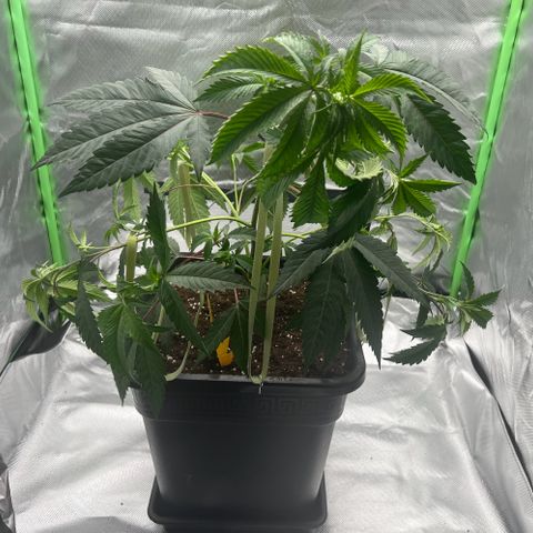 Permanent Marker growlog photo: Vor und nach LST