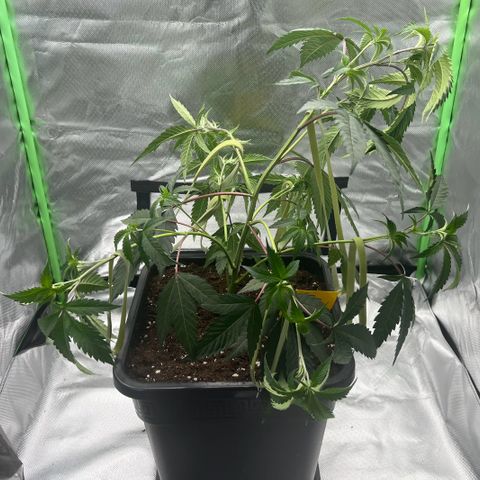 Permanent Marker growlog photo: Vor und nach LST