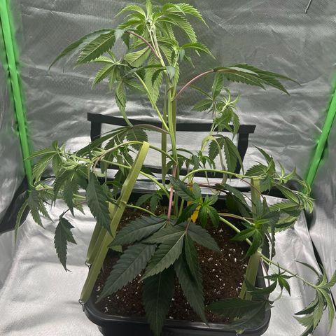 Permanent Marker growlog photo: Vor und nach LST
