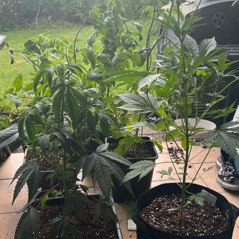 Permanent Marker growlog photo: Vor und nach LST