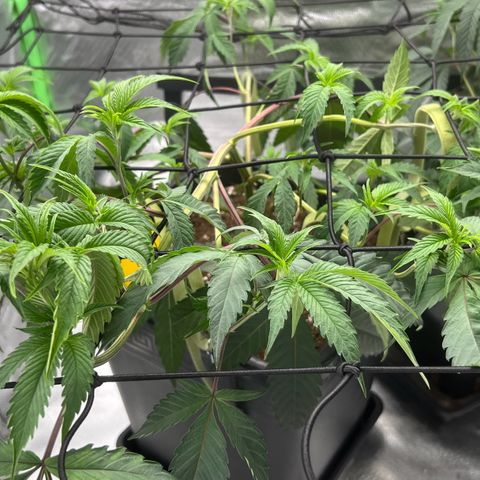 Permanent Marker growlog timeline photo