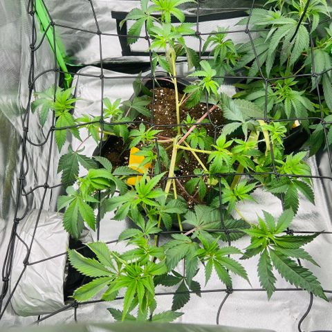 Permanent Marker growlog timeline photo