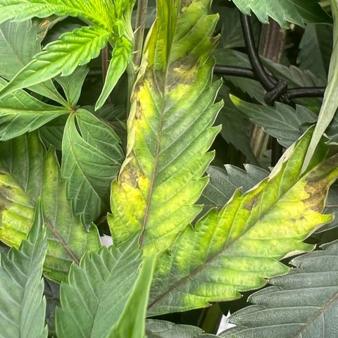 Permanent Marker growlog timeline photo