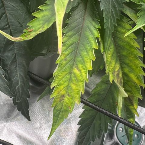 Permanent Marker growlog timeline photo