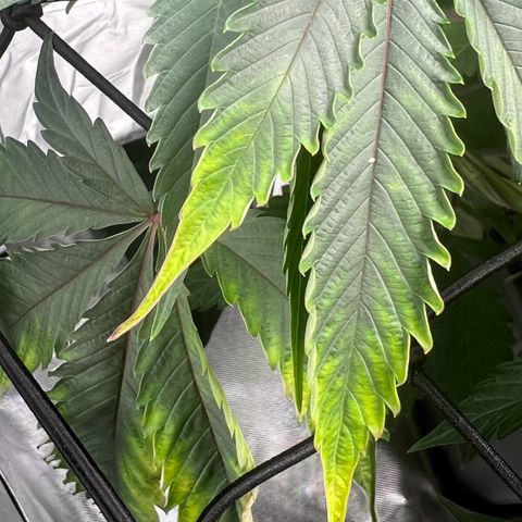 Permanent Marker growlog timeline photo