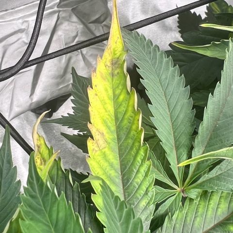 Permanent Marker growlog timeline photo