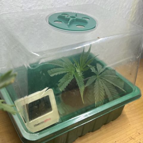 Permanent Marker II growlog timeline photo