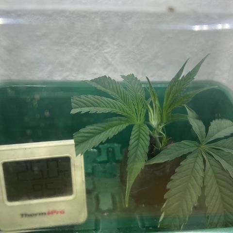 Permanent Marker II growlog timeline photo