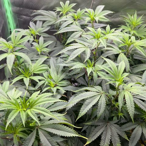 Permanent Marker growlog timeline photo