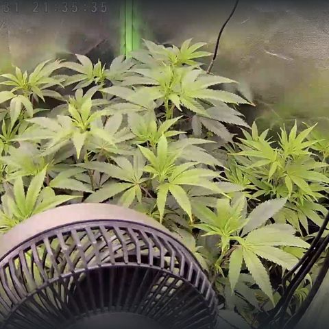 Permanent Marker growlog timeline photo