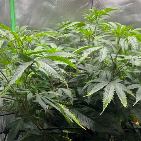 Permanent Marker growlog timeline photo