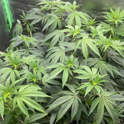 Permanent Marker growlog timeline photo
