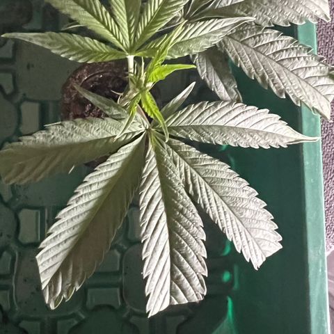 Permanent Marker II growlog timeline photo