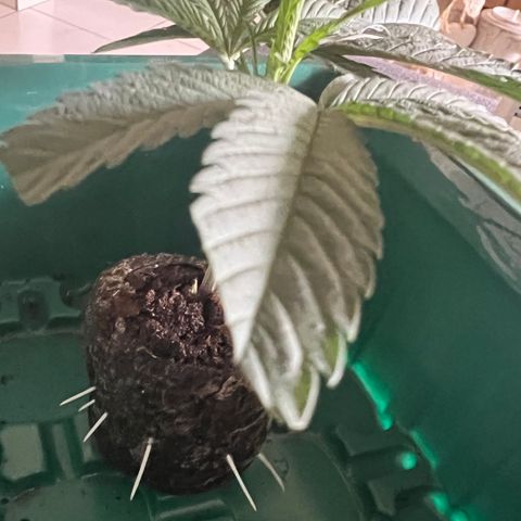 Permanent Marker II growlog timeline photo