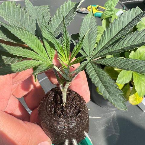 Permanent Marker II growlog timeline photo