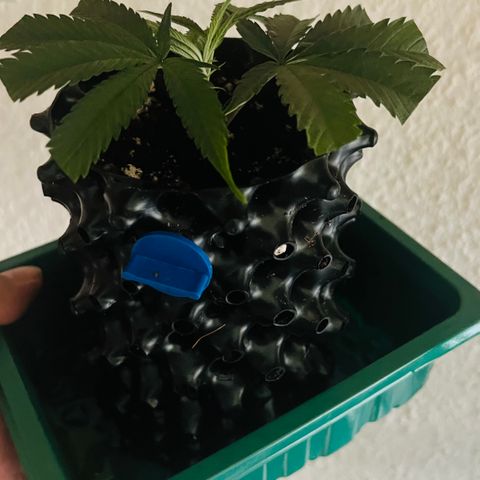 Permanent Marker II growlog timeline photo